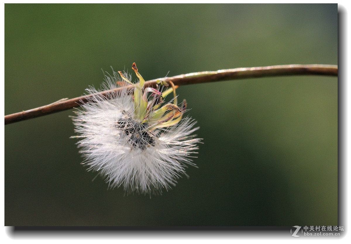 #佳能EOS M6感受温暖冬日#_四川的暖冬