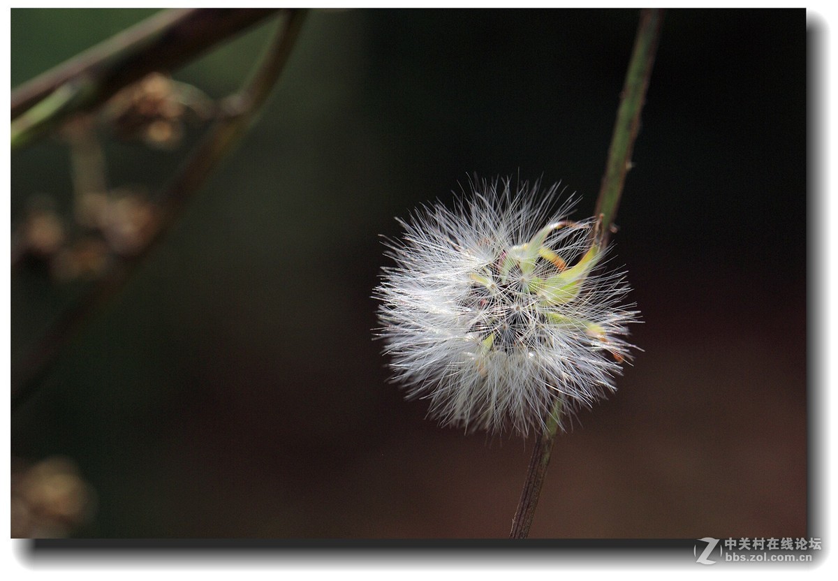 #佳能EOS M6感受温暖冬日#_四川的暖冬