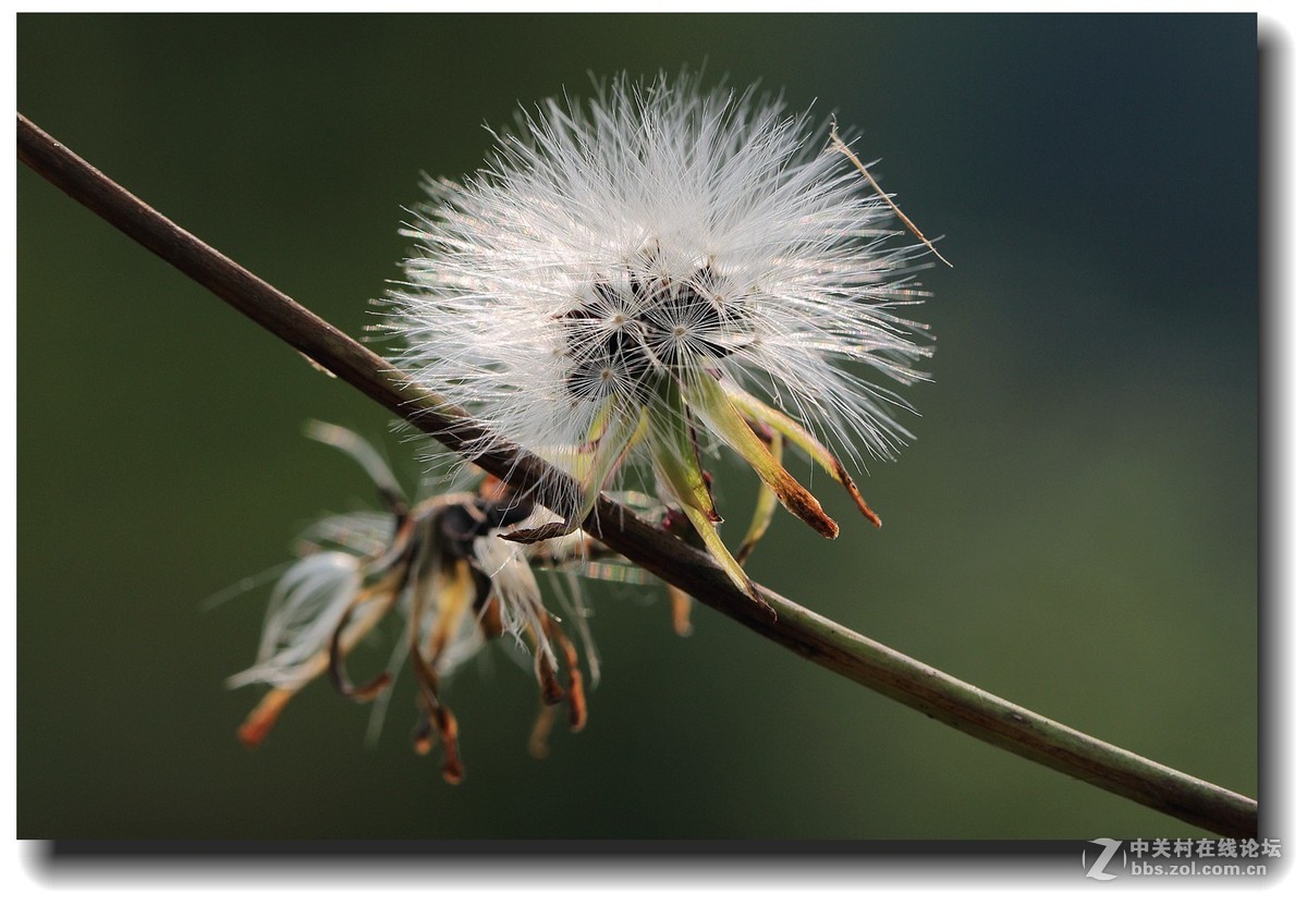 #佳能EOS M6感受温暖冬日#_四川的暖冬