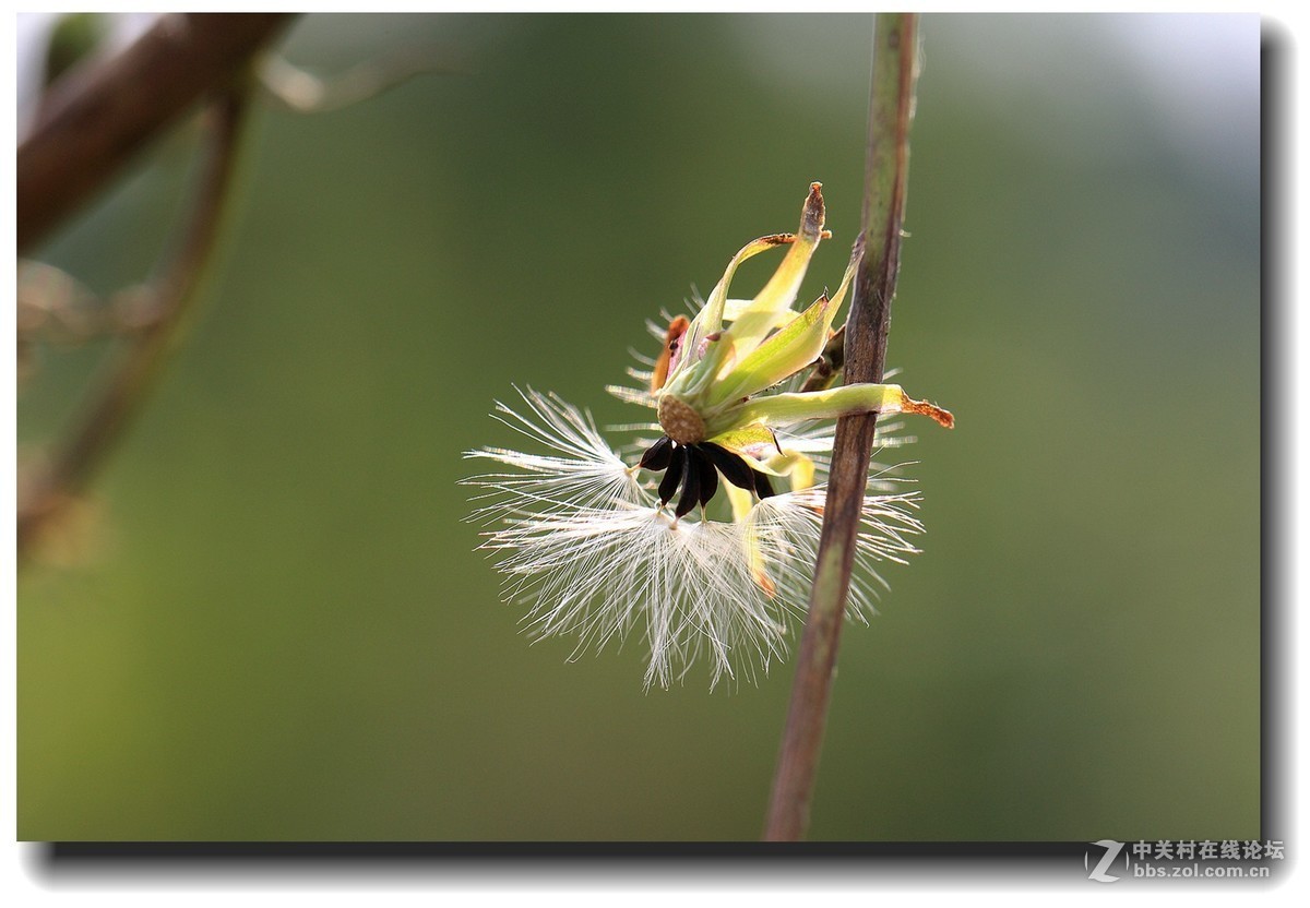 #佳能EOS M6感受温暖冬日#_四川的暖冬