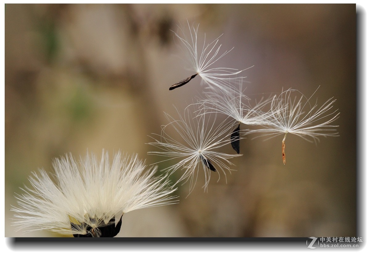 #佳能EOS M6感受温暖冬日#_四川的暖冬