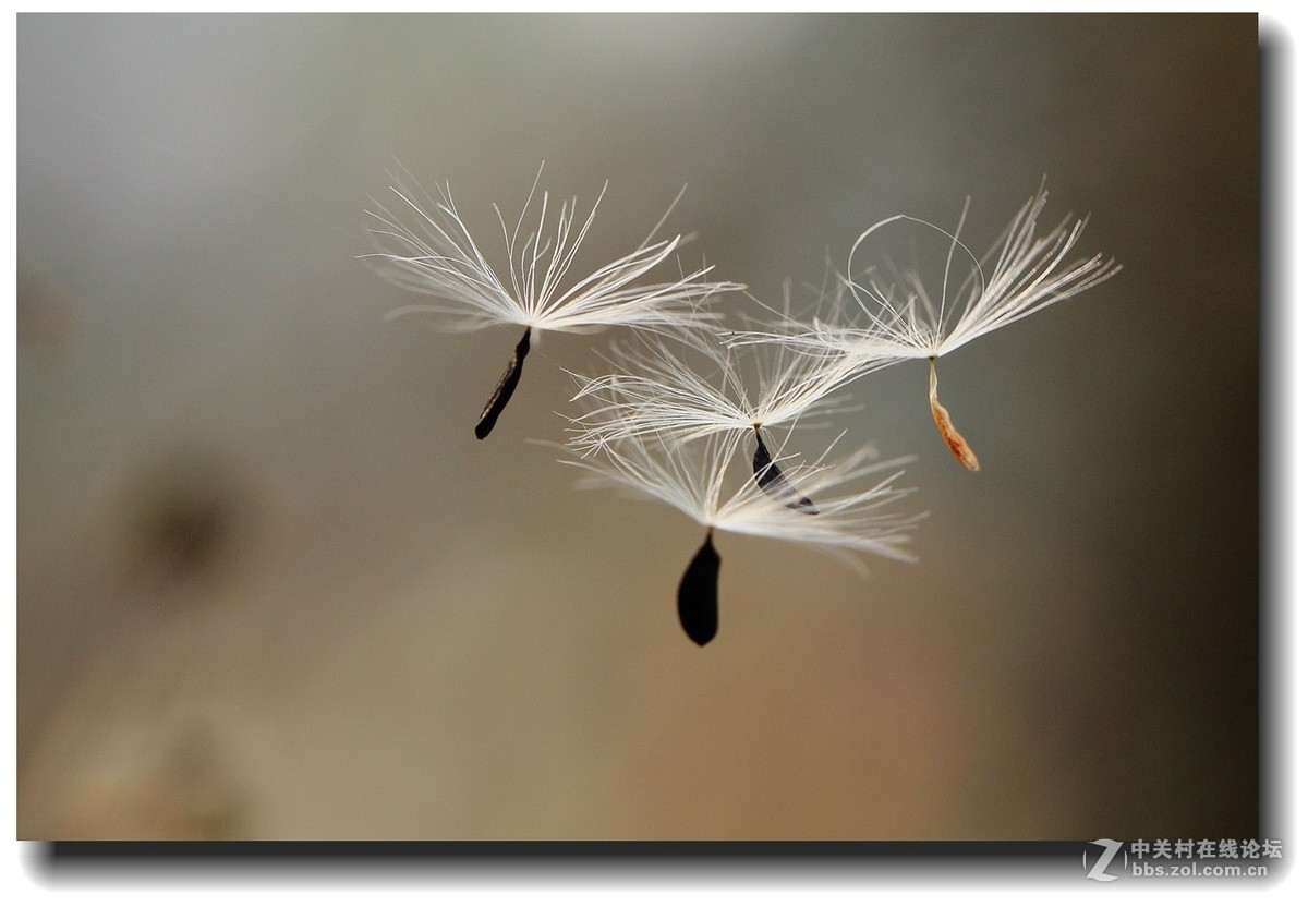 #佳能EOS M6感受温暖冬日#_四川的暖冬