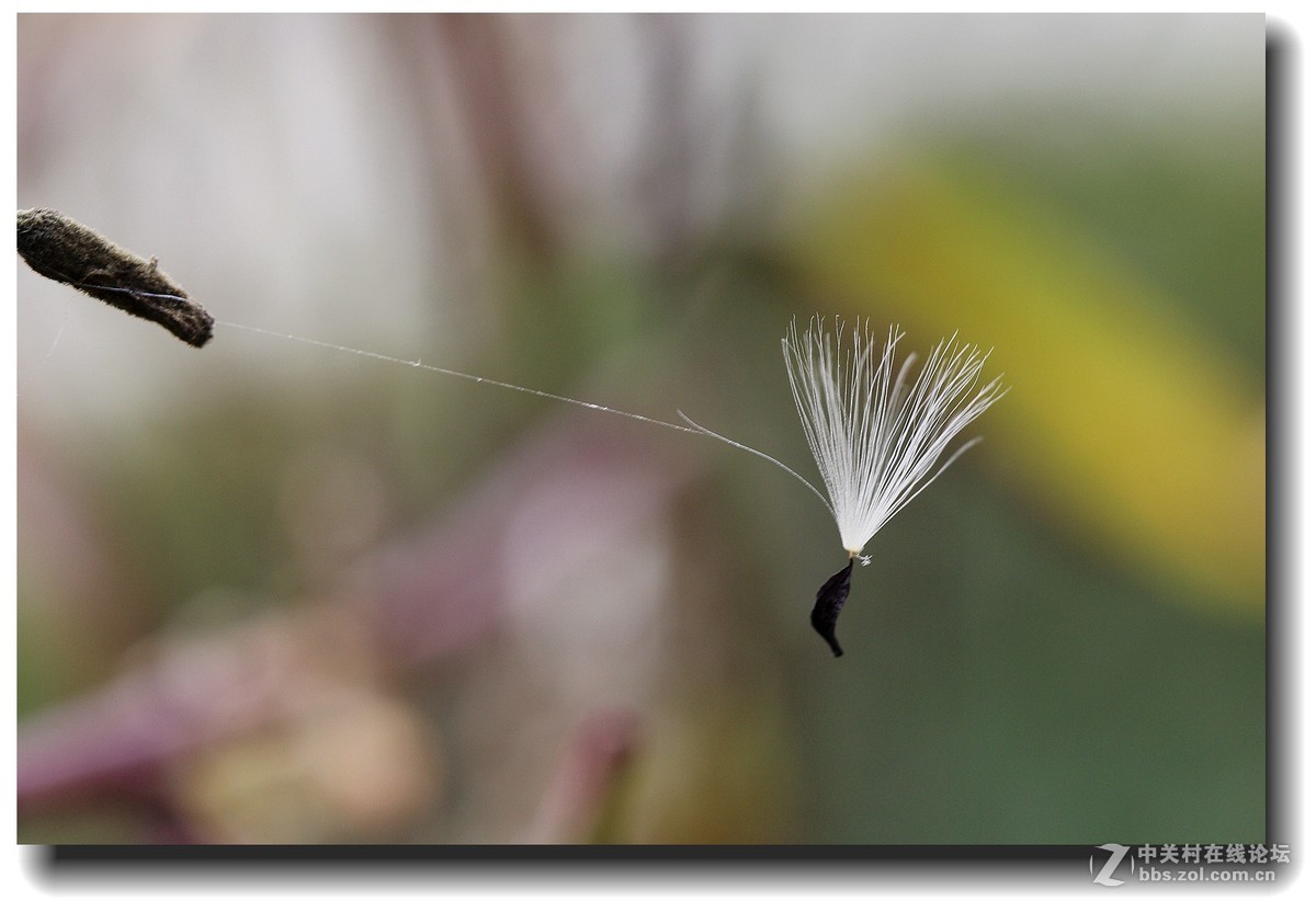 #佳能EOS M6感受温暖冬日#_四川的暖冬