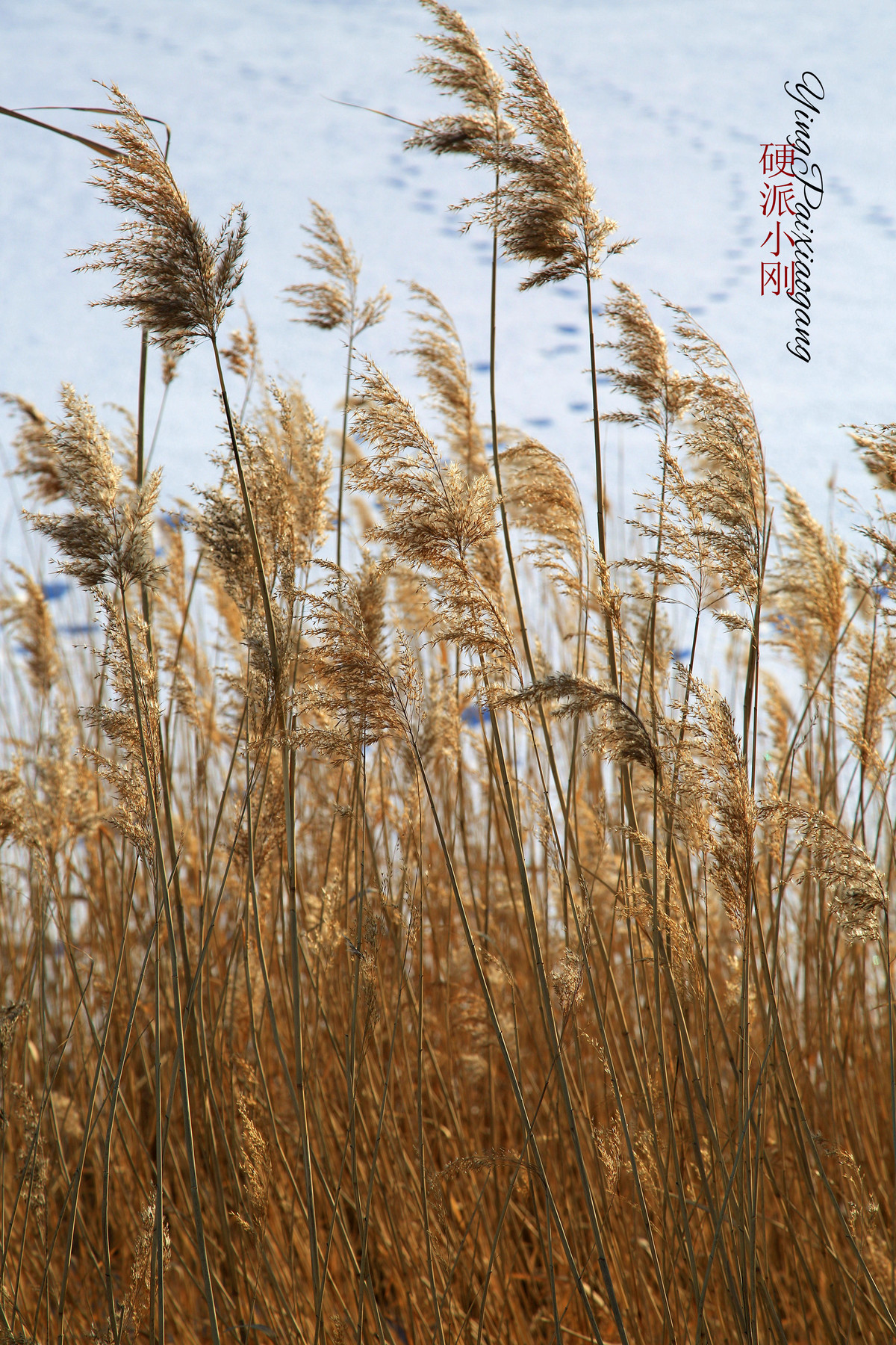 硬派小刚、芦苇，牵着故乡的衣角儿
