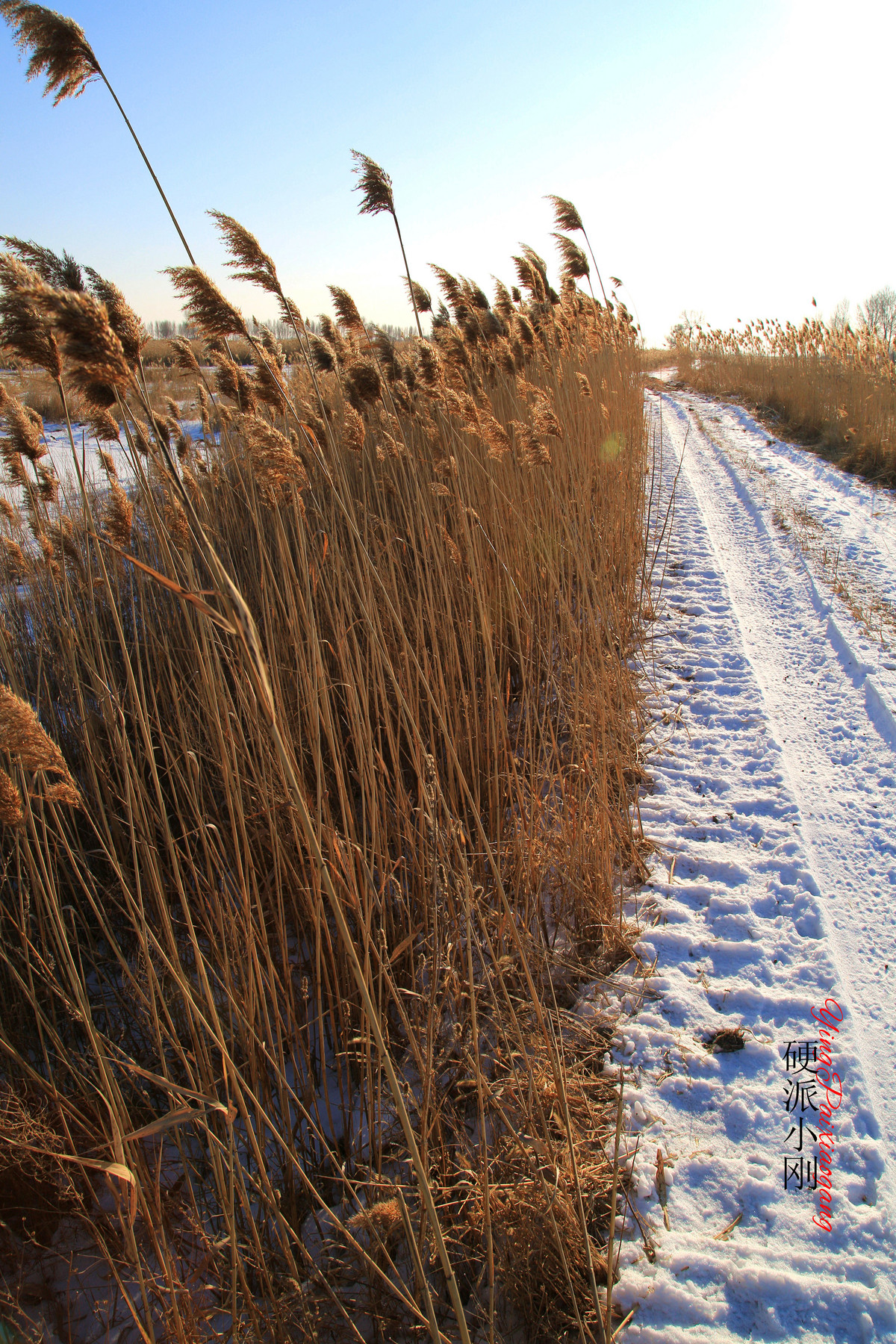 硬派小刚、芦苇，牵着故乡的衣角儿