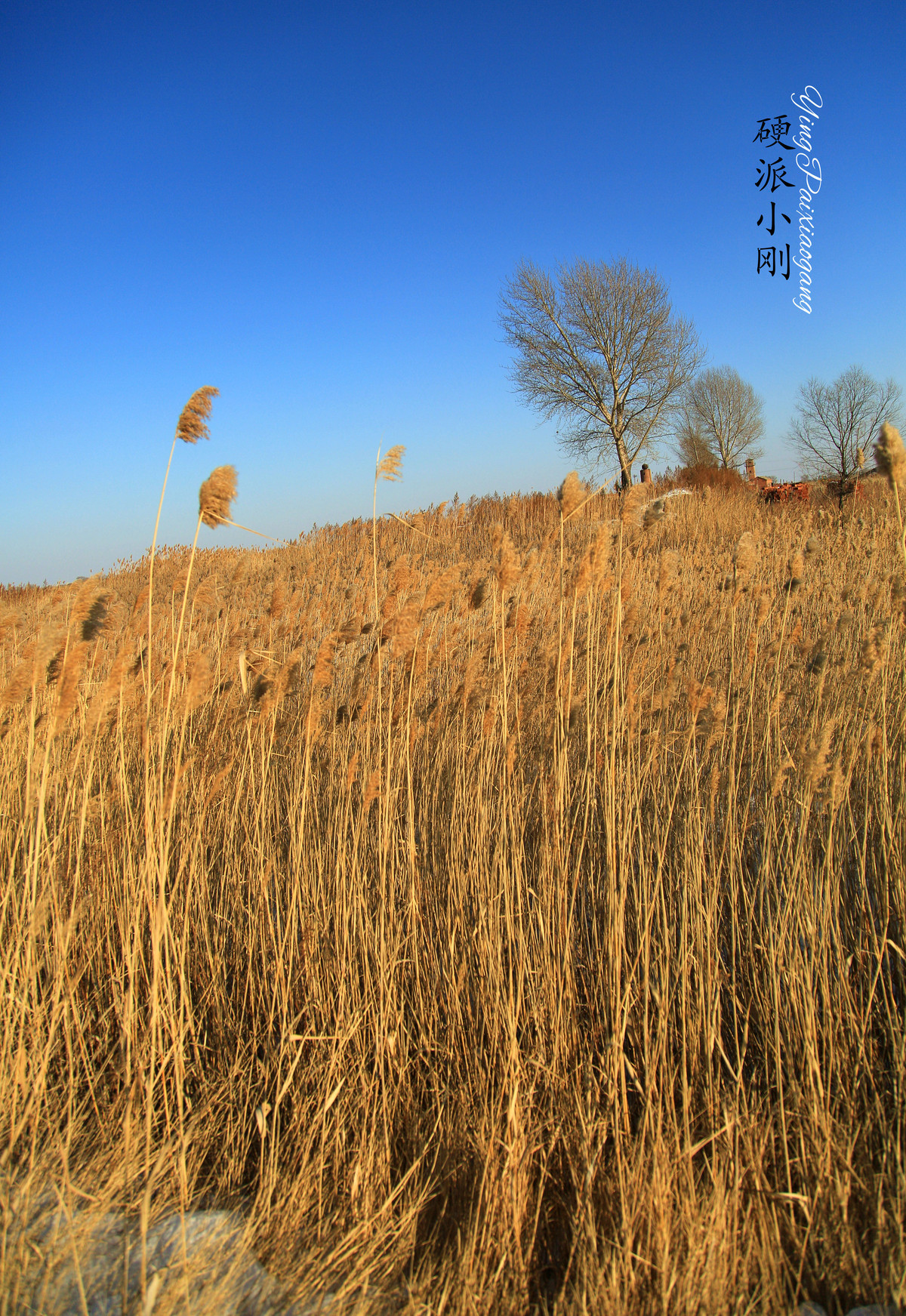 硬派小刚、芦苇，牵着故乡的衣角儿