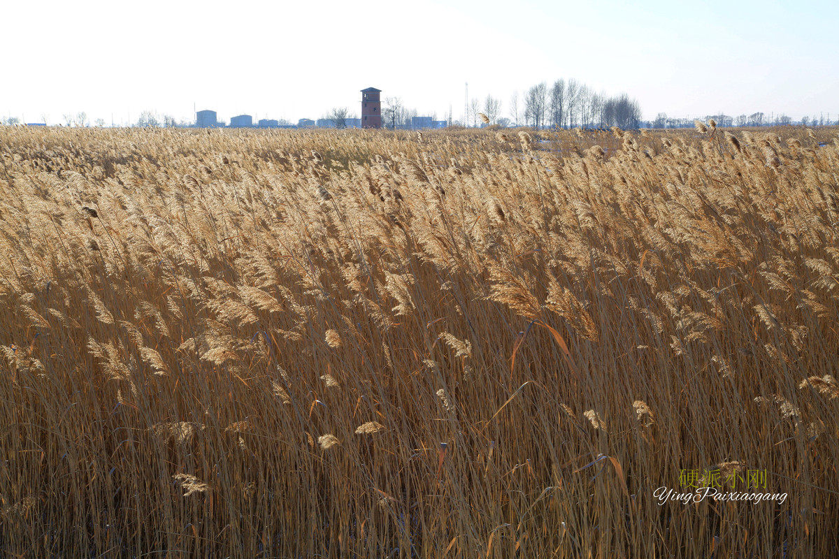 硬派小刚、芦苇，牵着故乡的衣角儿