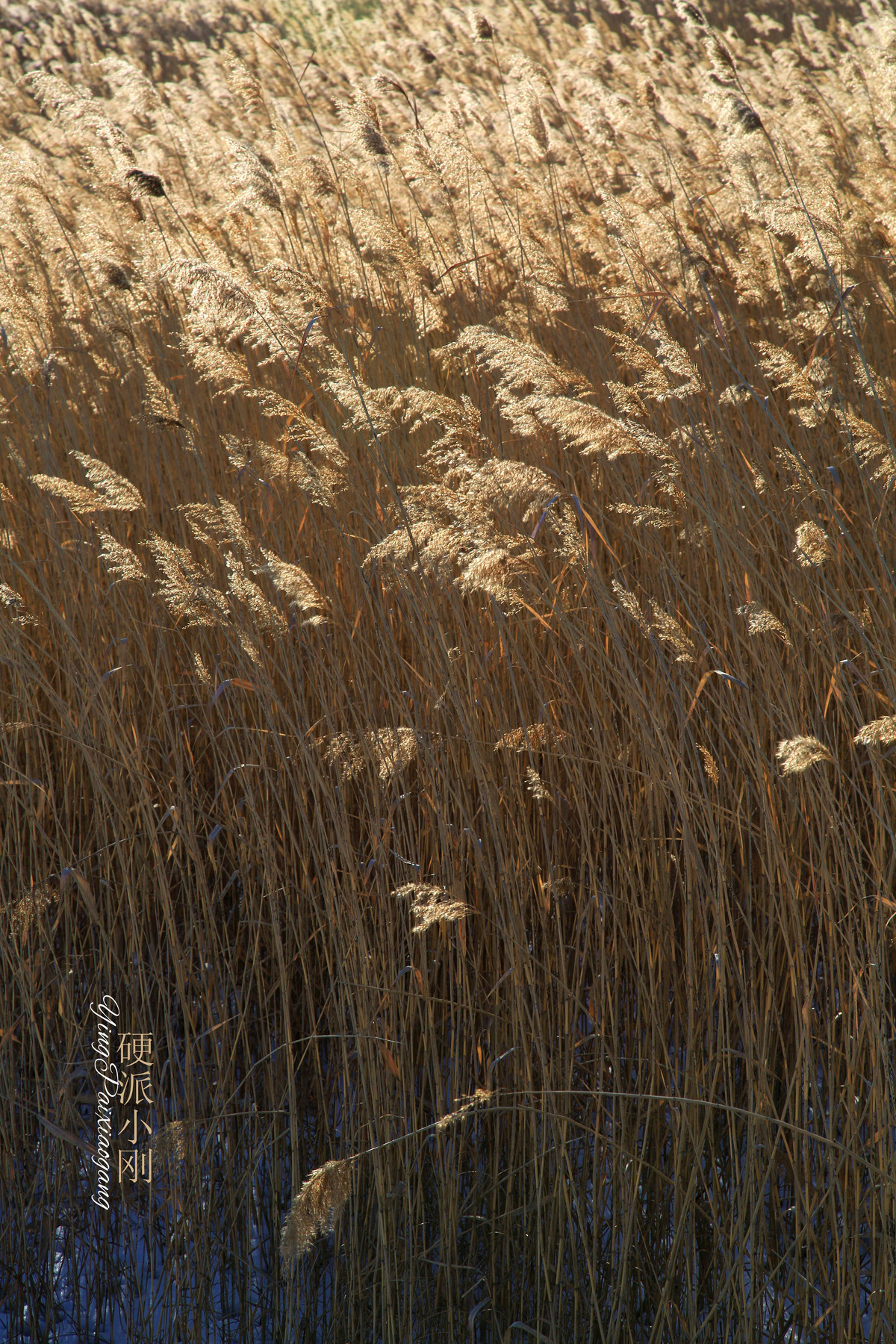 硬派小刚、芦苇，牵着故乡的衣角儿