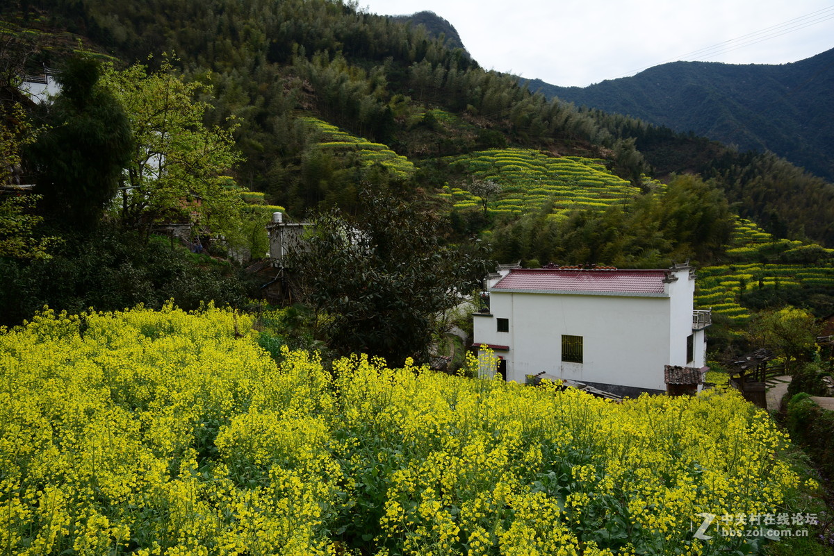 隐藏在大山中的绝佳赏花地—龙池汰