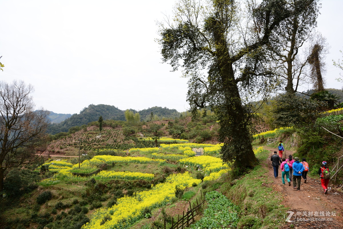 隐藏在大山中的绝佳赏花地—龙池汰