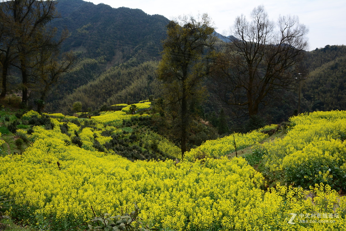 隐藏在大山中的绝佳赏花地—龙池汰