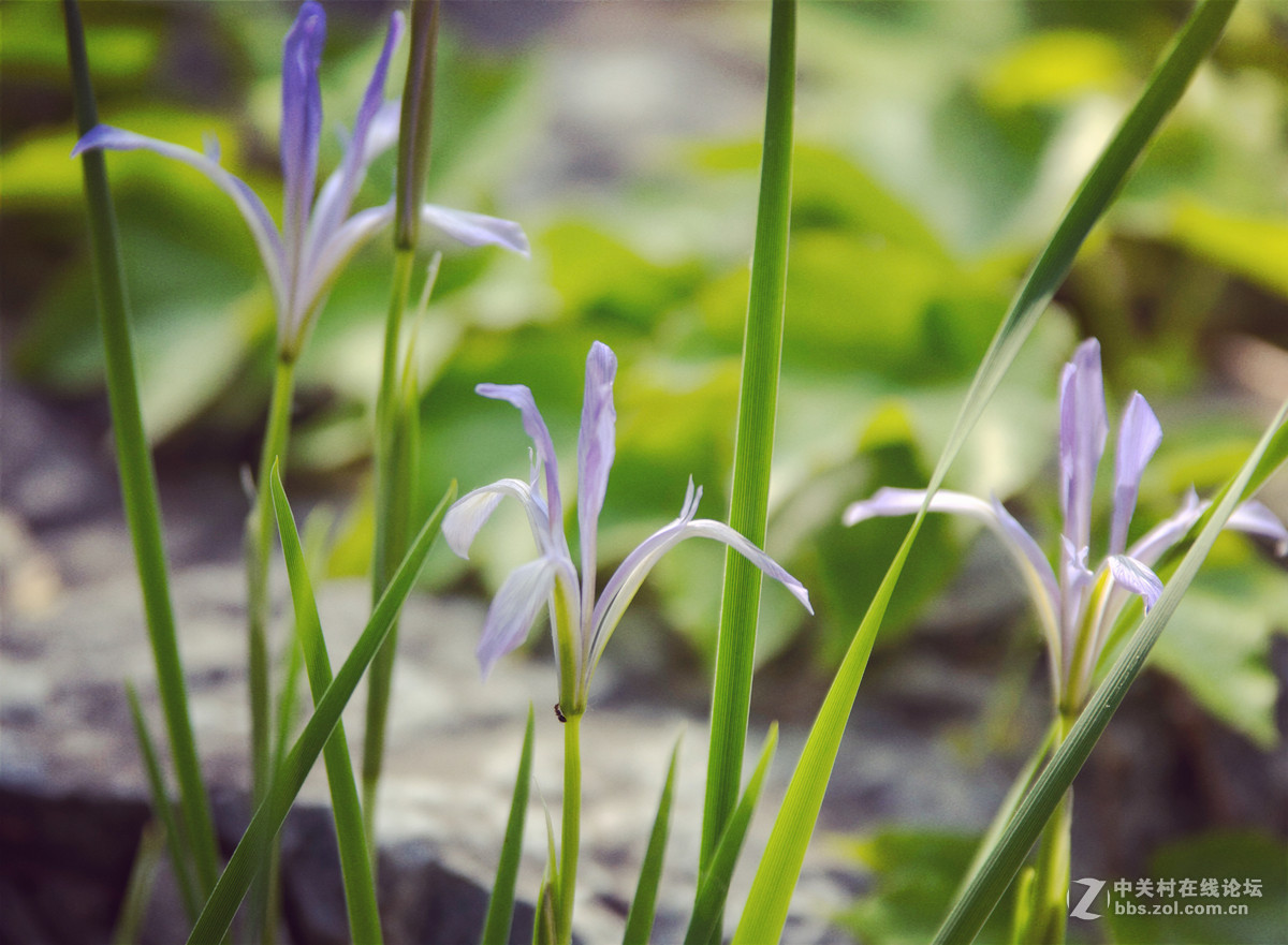 适马70-200 公园溜达一下午交作业