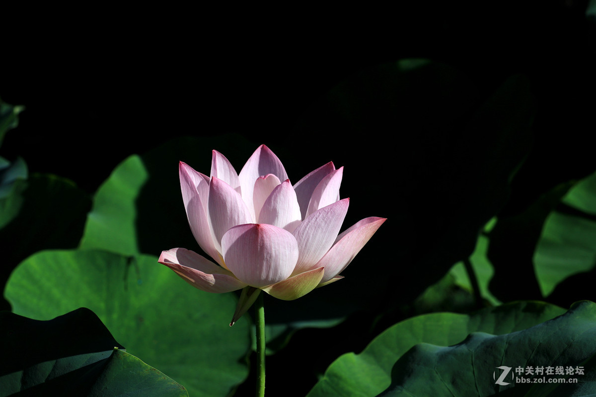 荷花