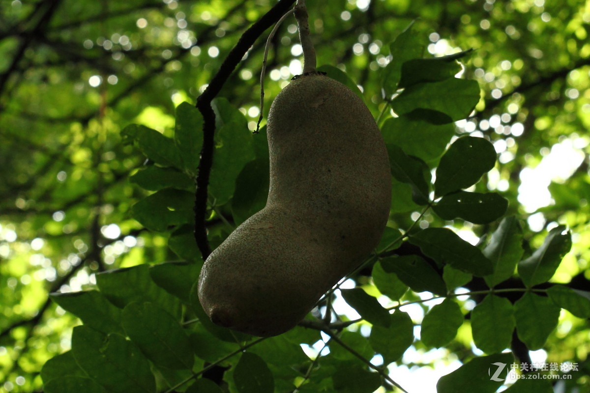 长在树上的吊瓜