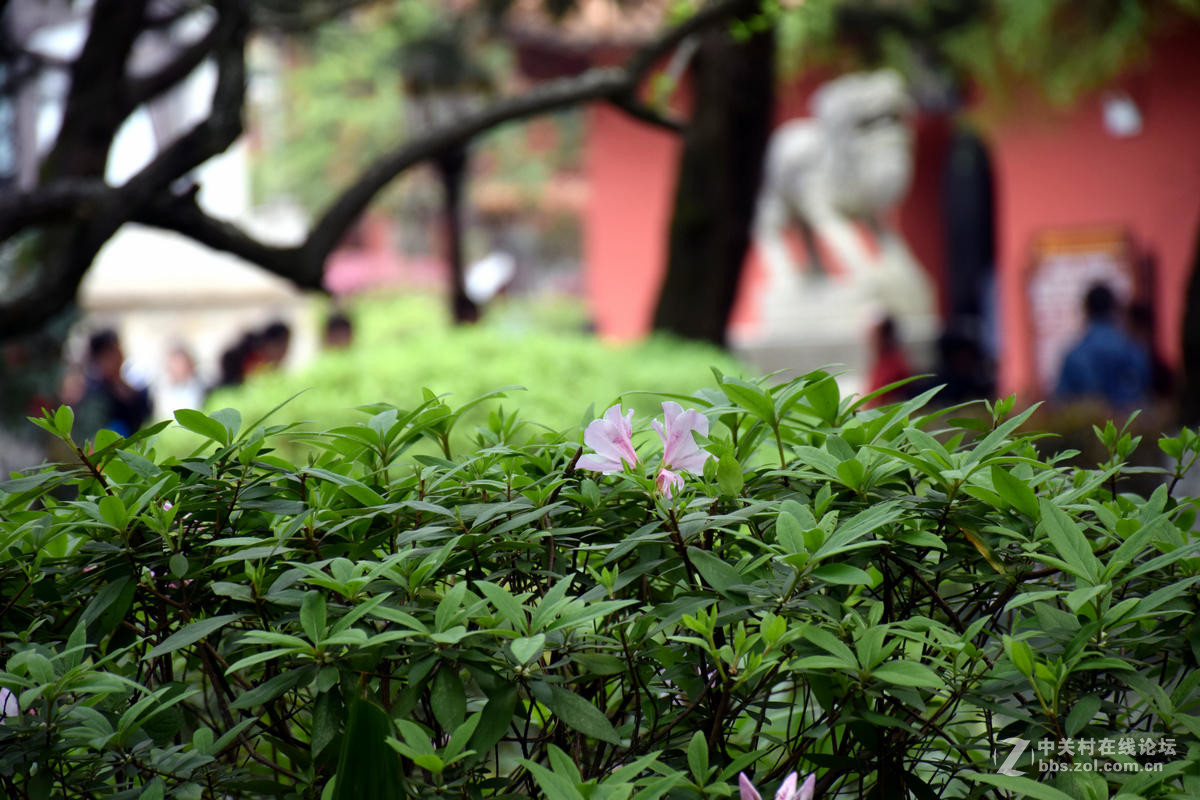 #ZOL月赛-春暖花开#----古庙的春天