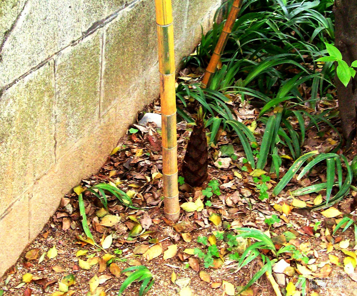 #ZOL月赛-春暖花开#----古庙的春天