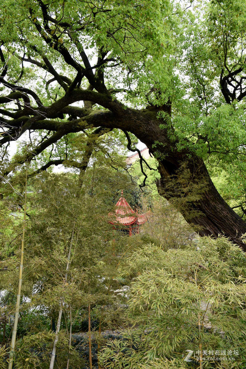 #ZOL月赛-春暖花开#----古庙的春天