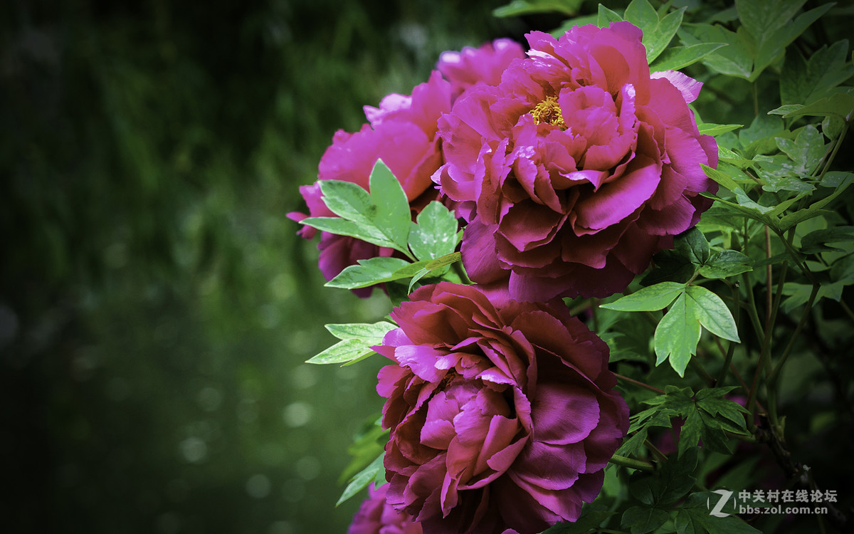 一组牡丹花10片