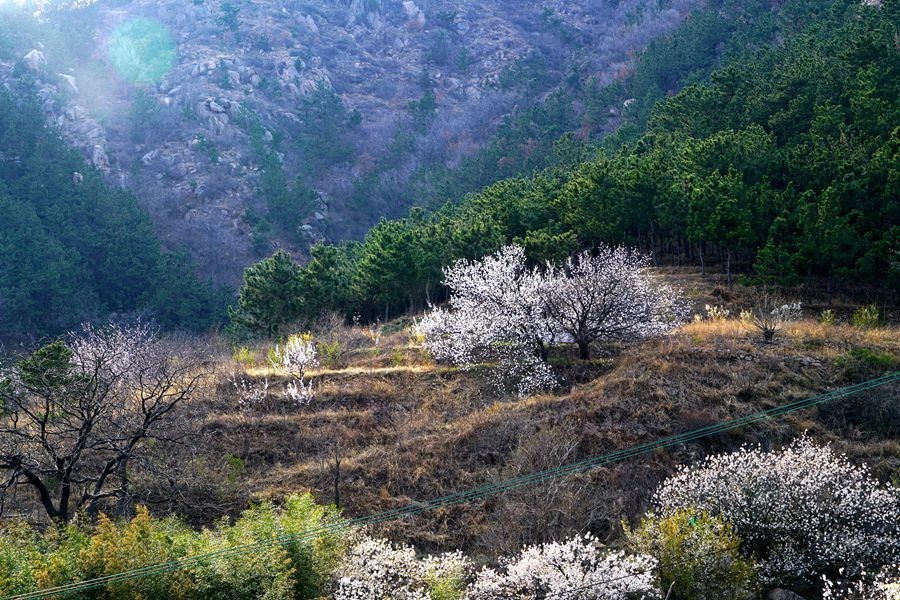 初春山色