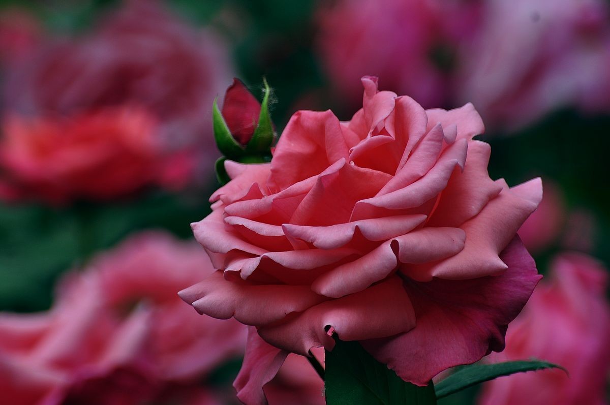 大花月季 ----------.-中关村在线摄影论坛