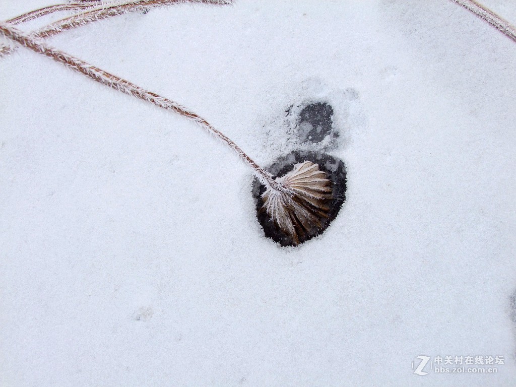 留得枯荷听雨声 （续）
