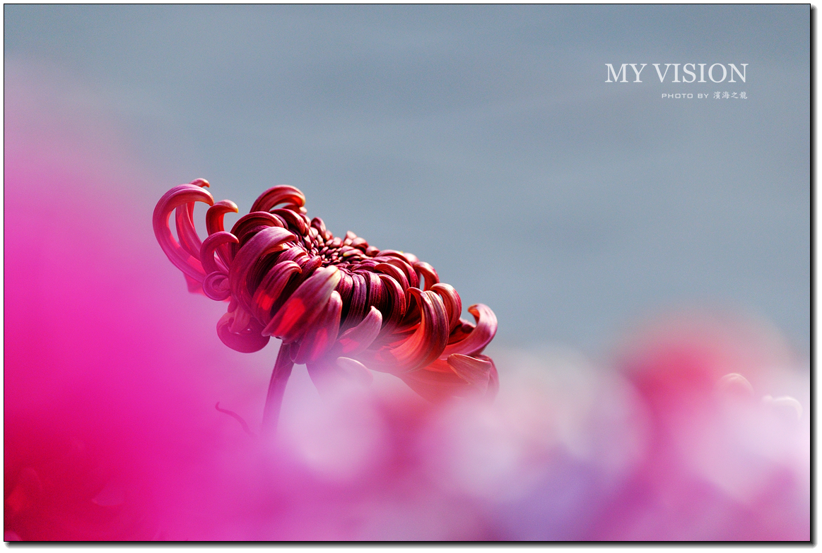 #版主坐堂#【天津版块】2015年11月金钻精华汇总