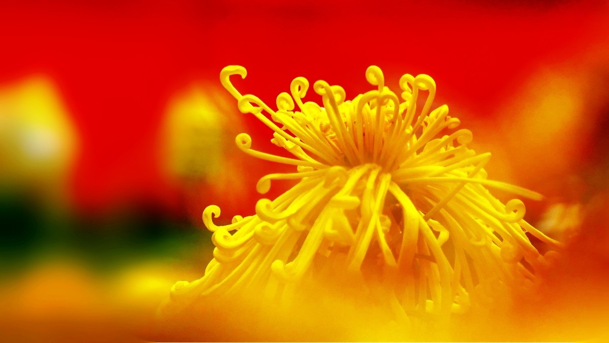 #版主坐堂#【天津版块】2015年11月金钻精华汇总