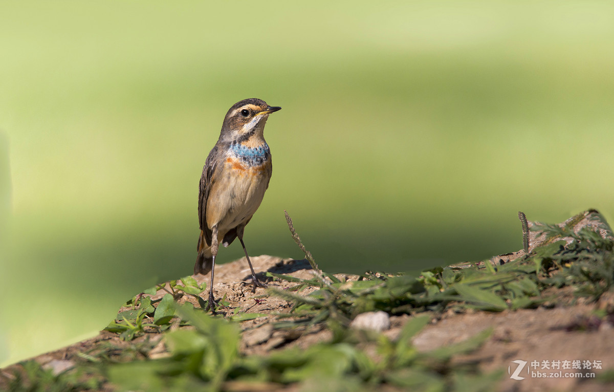 #版主坐堂#【天津版块】2015年11月金钻精华汇总