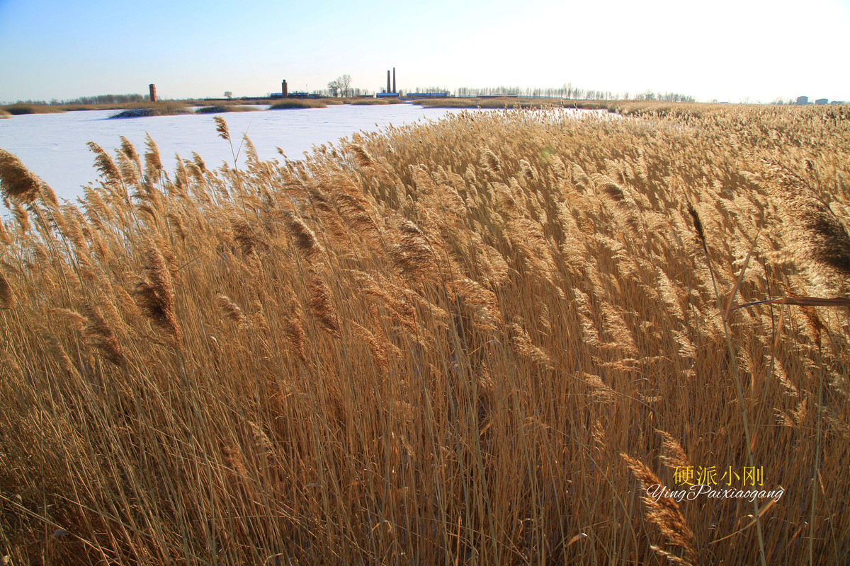 硬派小刚、芦苇，牵着故乡的衣角儿