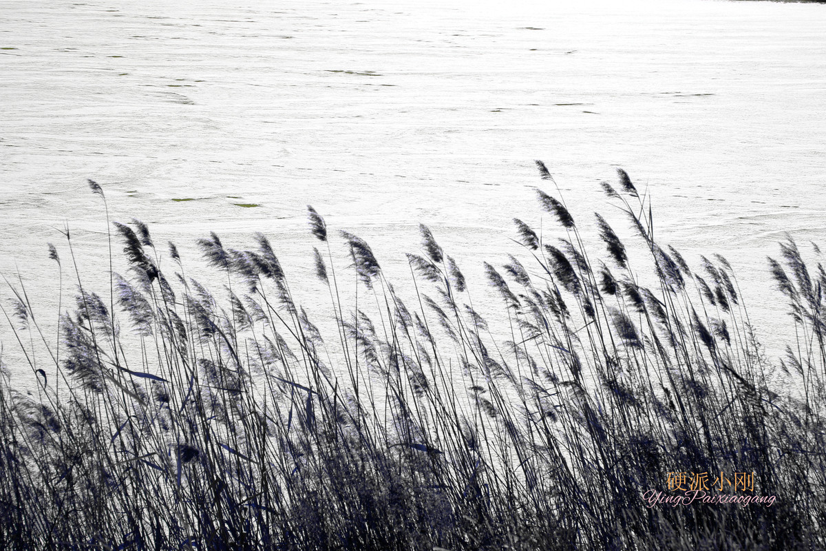 硬派小刚、芦苇，牵着故乡的衣角儿