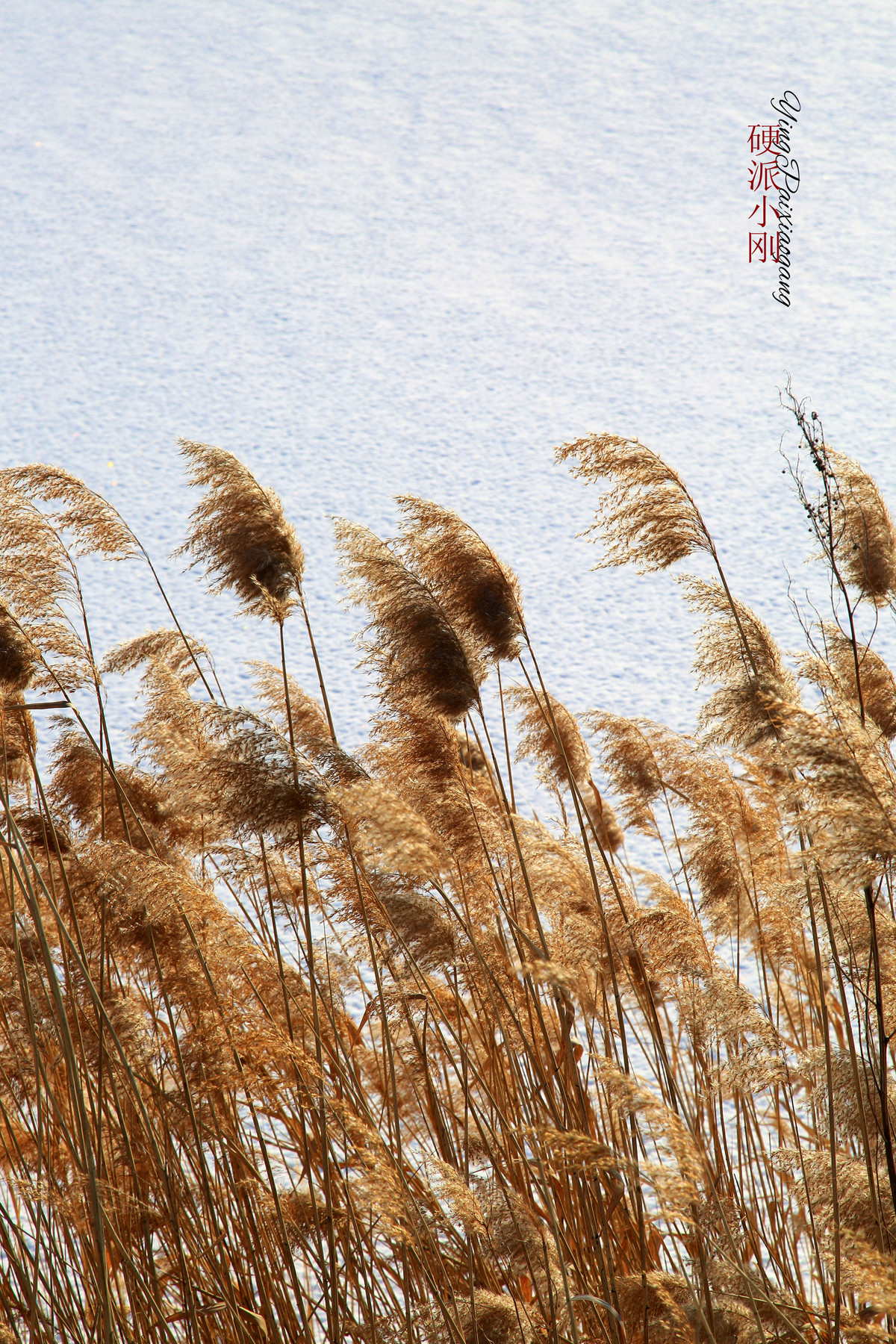 硬派小刚、芦苇，牵着故乡的衣角儿