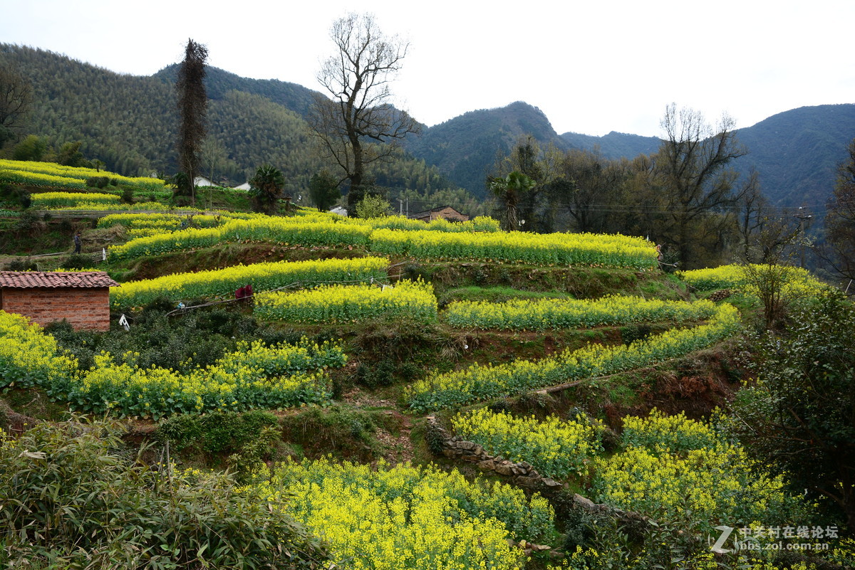隐藏在大山中的绝佳赏花地—龙池汰
