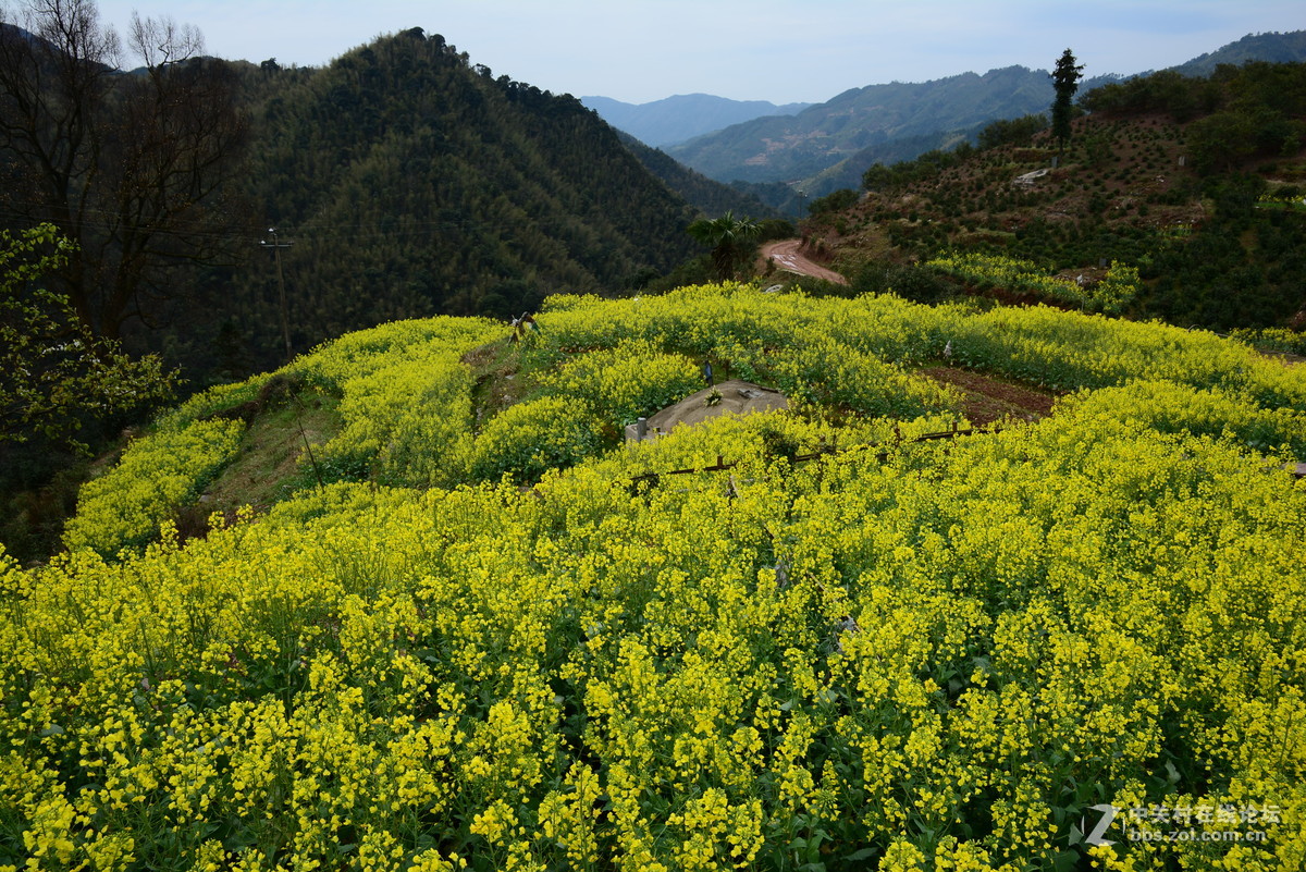 隐藏在大山中的绝佳赏花地—龙池汰