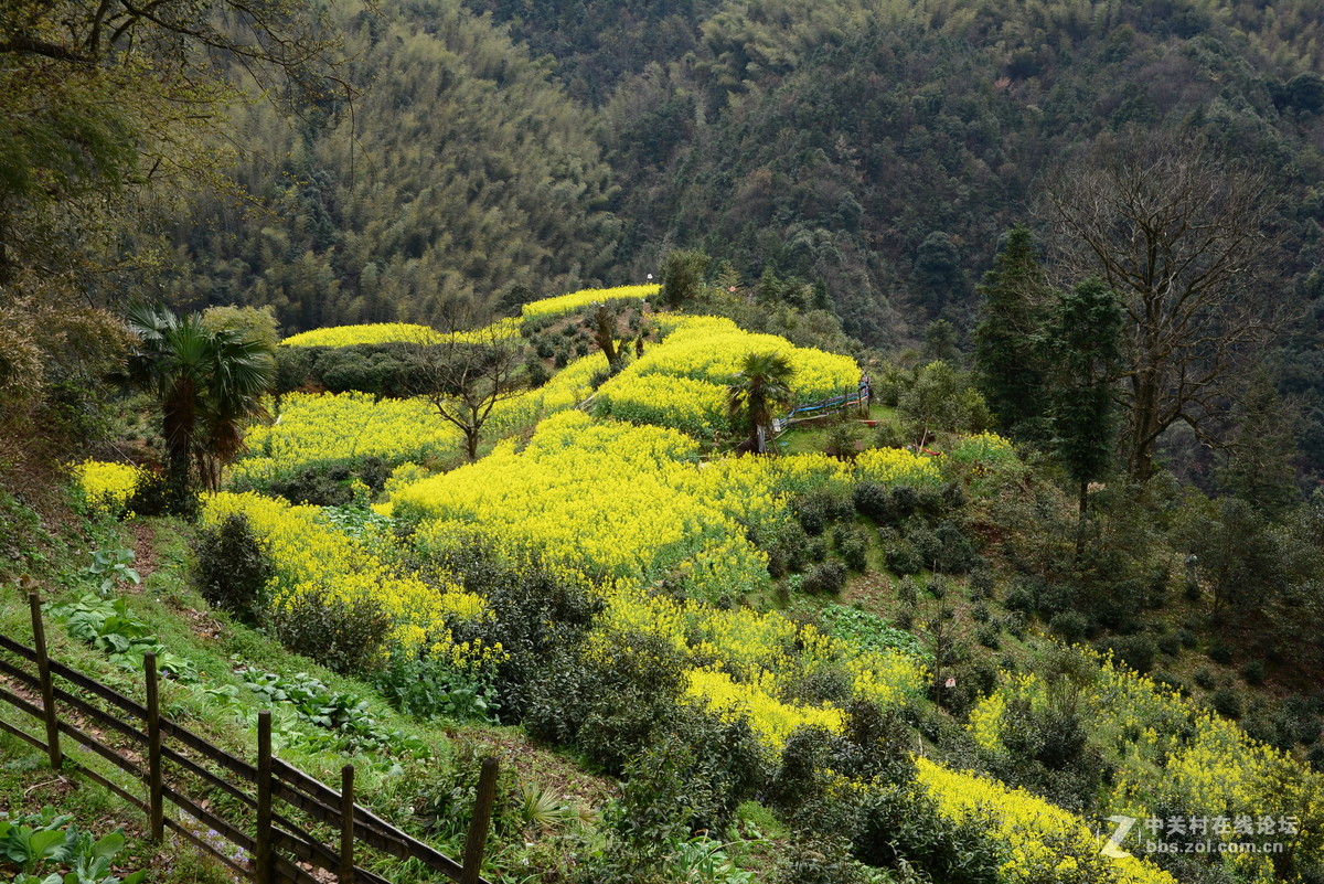 隐藏在大山中的绝佳赏花地—龙池汰