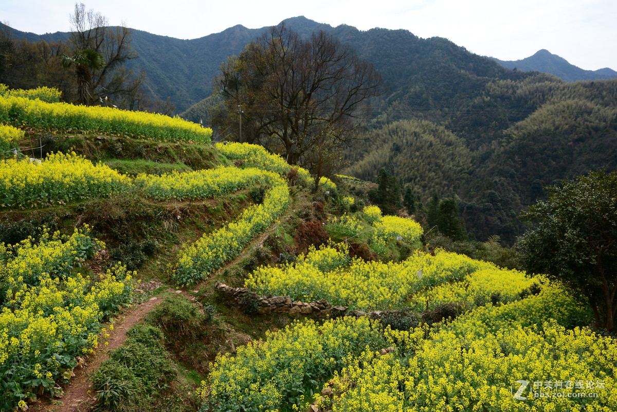 隐藏在大山中的绝佳赏花地—龙池汰