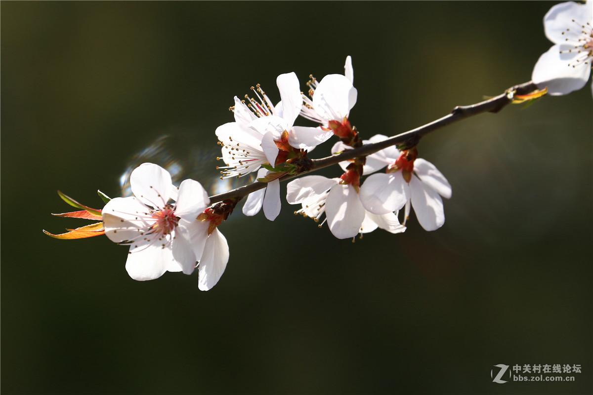 桃花3.
