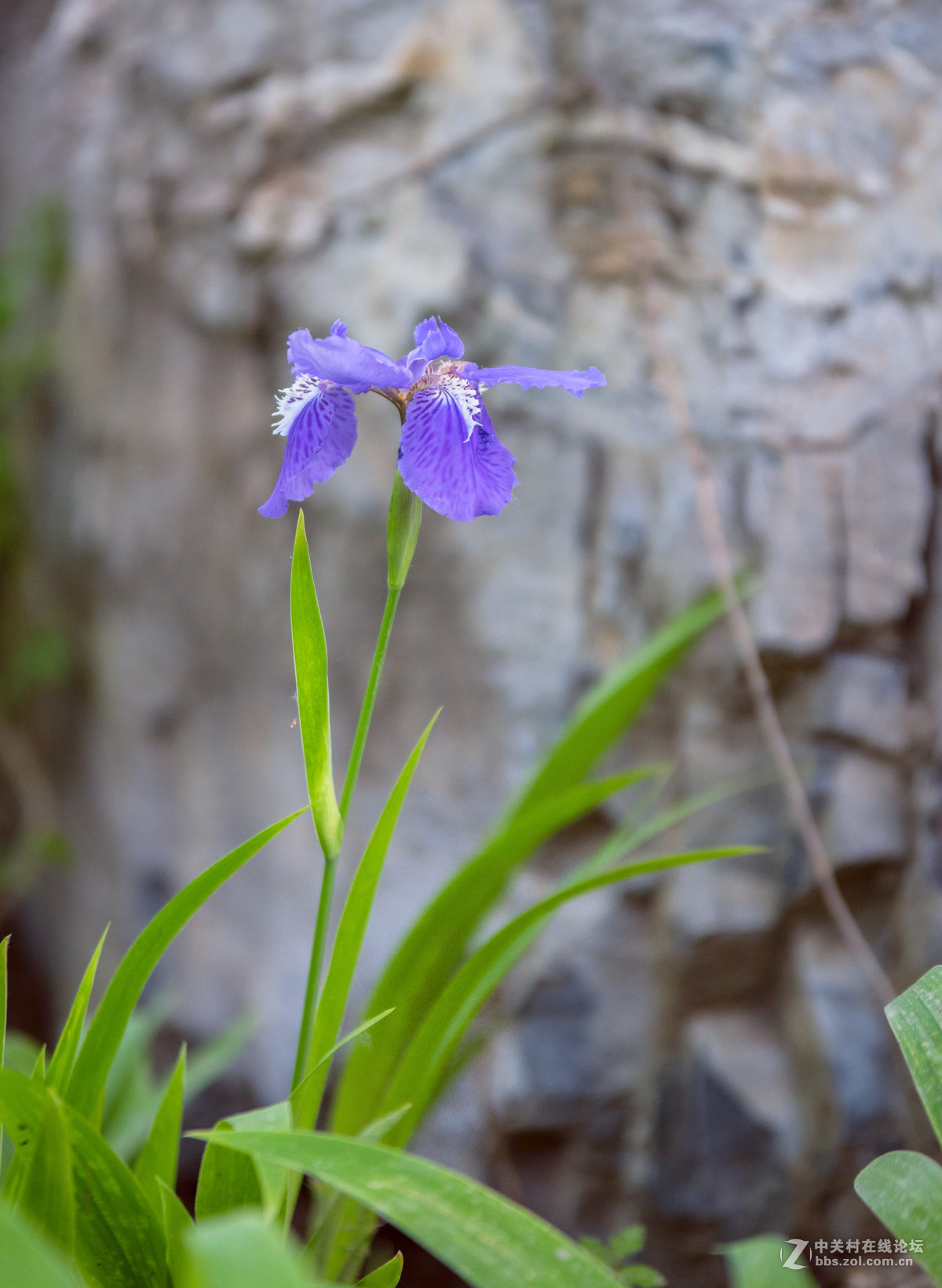 适马70-200 公园溜达一下午交作业