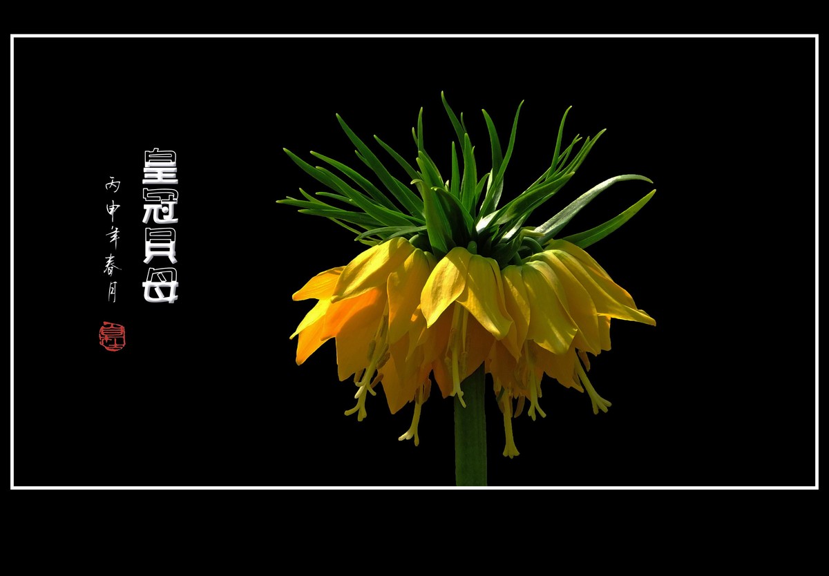 华丽的黄花皇冠贝母