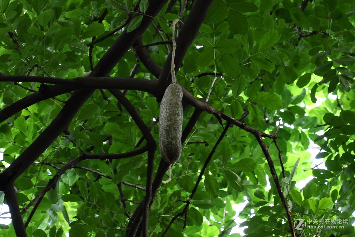 长在树上的吊瓜