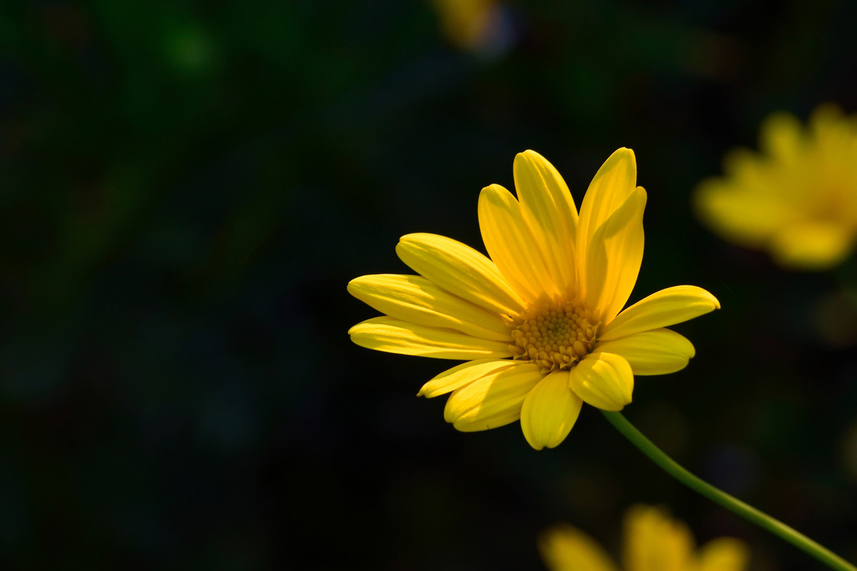 一组黄菊花贺d500又获大奖