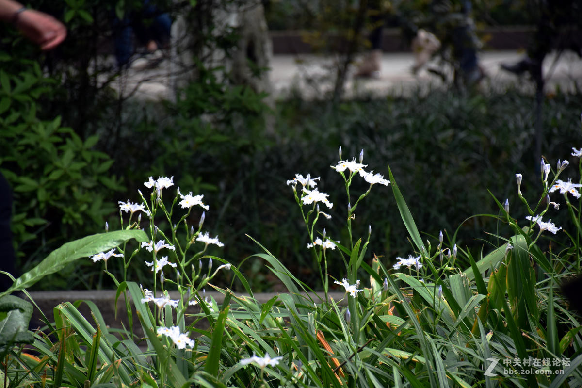 #ZOL月赛-春暖花开#----古庙的春天