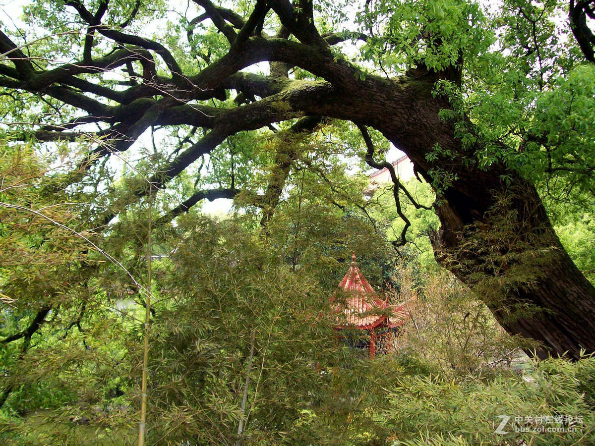 #ZOL月赛-春暖花开#----古庙的春天