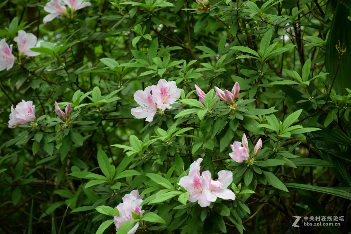 #ZOL月赛-春暖花开#----古庙的春天