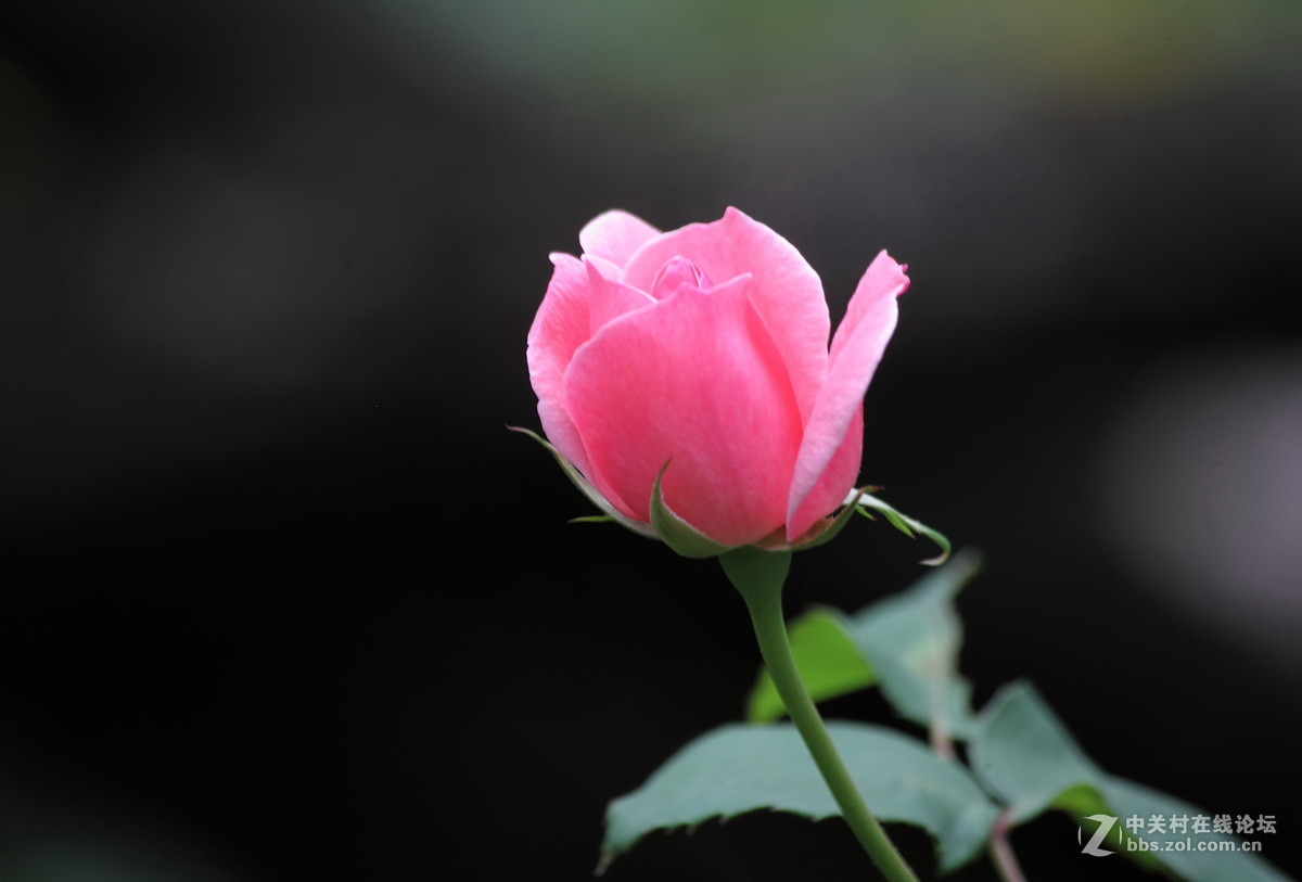 粉色月季花1