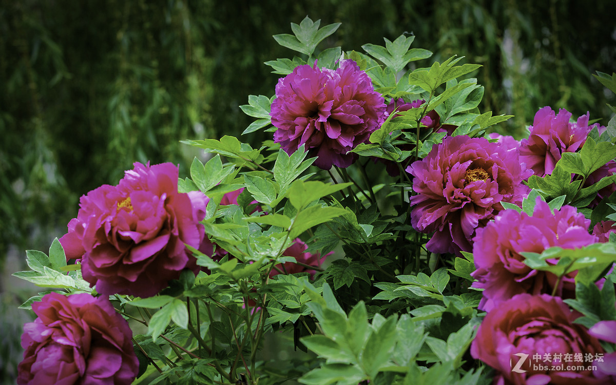 一组牡丹花10片