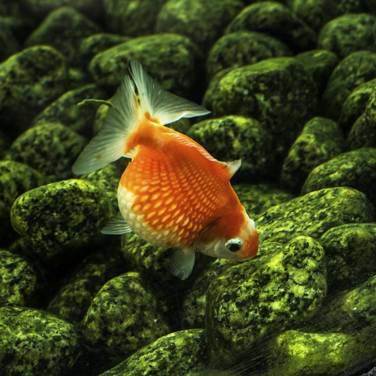 金鱼-中关村在线摄影论坛