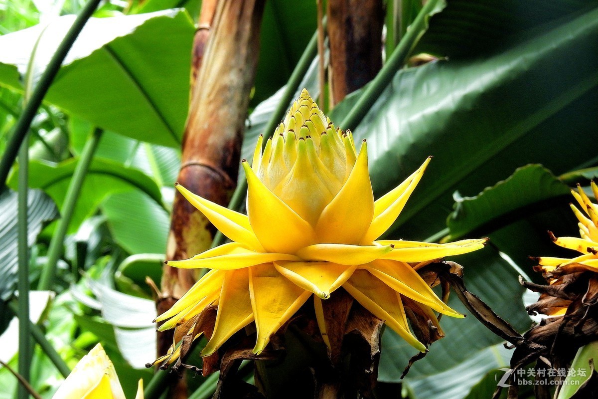 地涌金莲-中关村在线摄影论坛