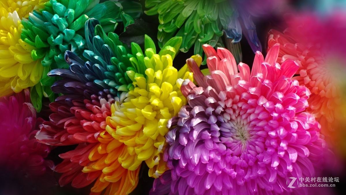 五彩缤纷的菊花