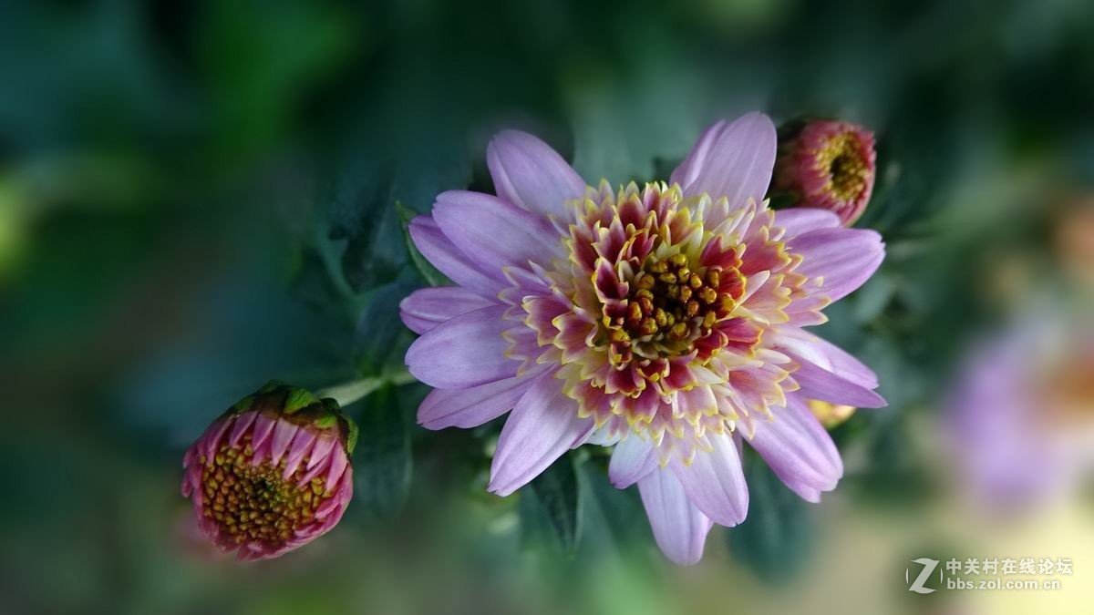秋香晚节