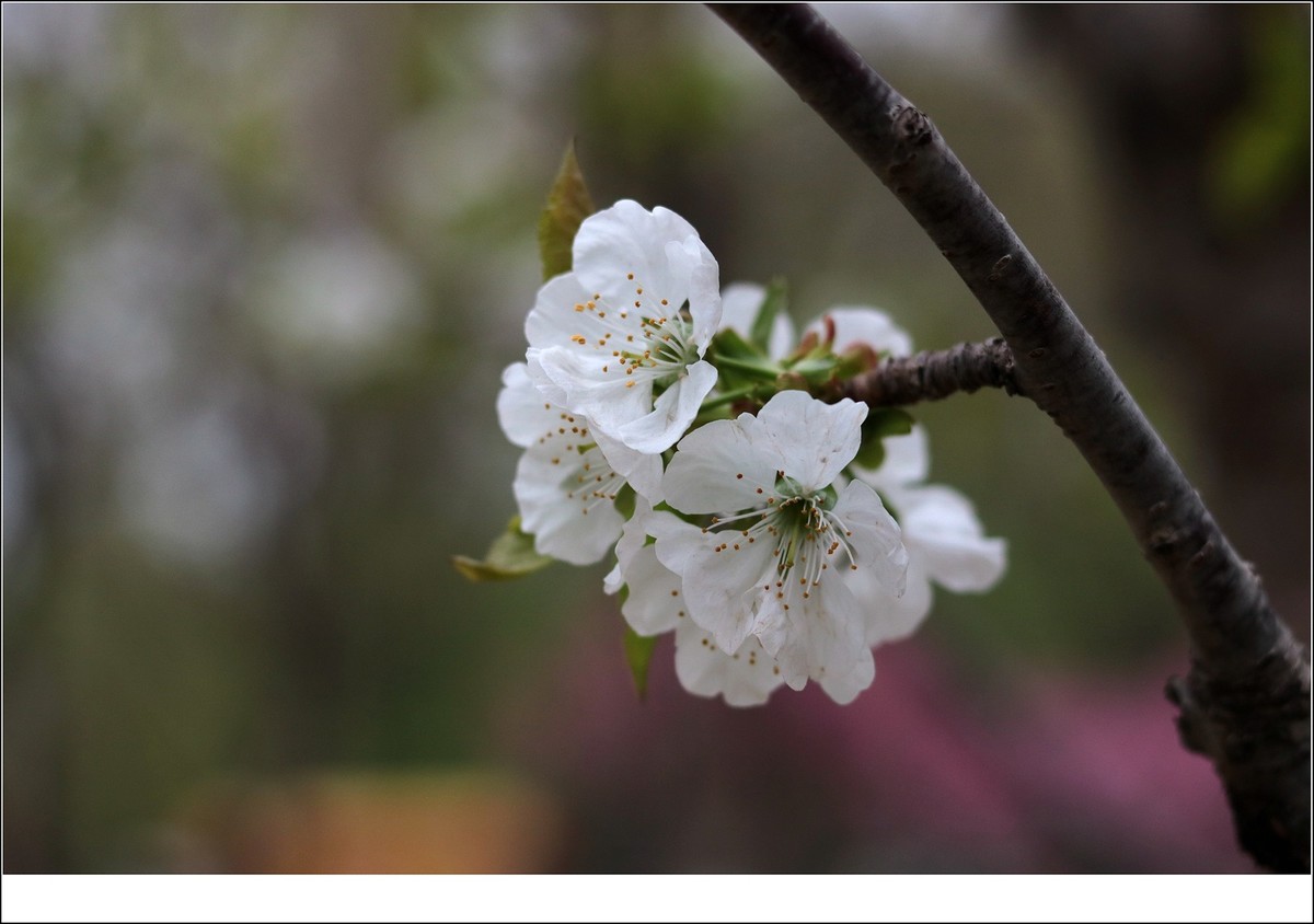 似乎是樱桃花